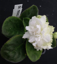 Load image into Gallery viewer, &quot;EK Tsaritsa Magnolia&quot; African Violet- 2&quot; LIVE PLANT
