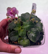 Load image into Gallery viewer, "Rob's Smarty Pants" African Violet- 2" LIVE PLANT
