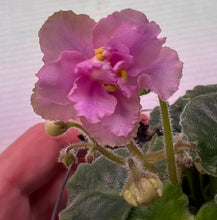 Load image into Gallery viewer, "Rob's Smarty Pants" African Violet- 2" LIVE PLANT
