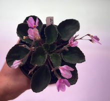 Load image into Gallery viewer, "Wesley's Bubblegum Cloud" African Violet- 2" LIVE PLANT
