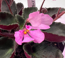 Load image into Gallery viewer, "Wesley's Bubblegum Cloud" African Violet- 2" LIVE PLANT
