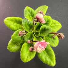 Load image into Gallery viewer, &quot;Hunter&#39;s Sweet Sakura&quot; African Violet- 2&quot; LIVE PLANT
