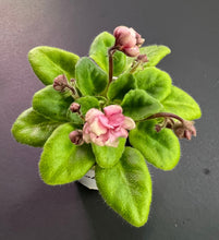 Load image into Gallery viewer, &quot;Hunter&#39;s Sweet Sakura&quot; African Violet- 2&quot; LIVE PLANT
