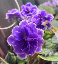 Load image into Gallery viewer, &quot;Cajun&#39;s Plum Crazy&quot; African Violet- 2&quot; LIVE PLANT
