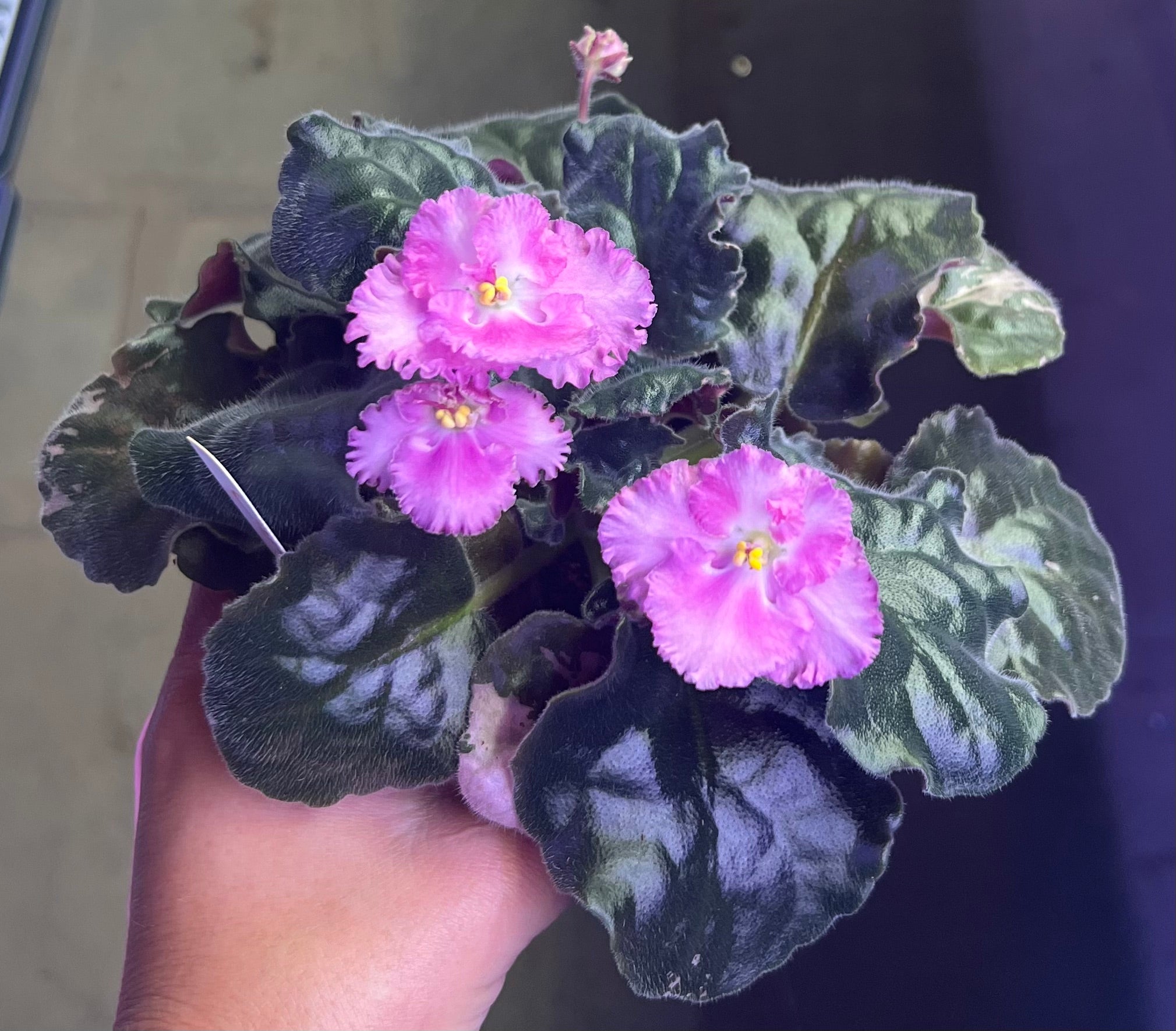 "Cajun's Zydeco" African Violet- 2" LIVE PLANT