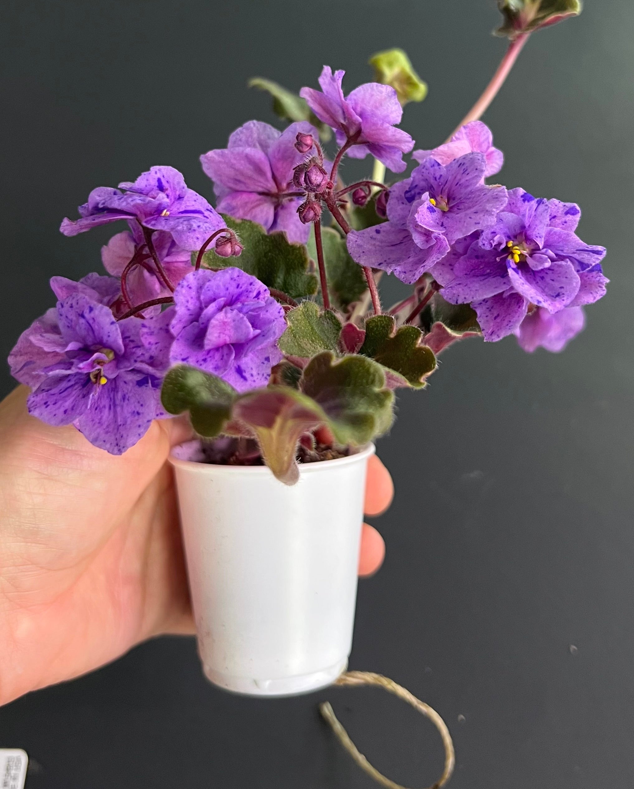 Skagit Victory Trails