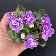 Load image into Gallery viewer, "Peppermint Girl" African Violet- 2" LIVE PLANT

