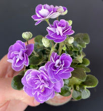 Load image into Gallery viewer, "Peppermint Girl" African Violet- 2" LIVE PLANT
