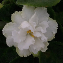 Load image into Gallery viewer, &quot;EK Tsaritsa Magnolia&quot; African Violet- 2&quot; LIVE PLANT
