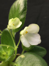 Load image into Gallery viewer, &quot;Morgan&#39;s Junior Mint&quot; African Violet- 2&quot; LIVE PLANT
