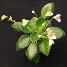 Load image into Gallery viewer, &quot;Morgan&#39;s Junior Mint&quot; African Violet- 2&quot; LIVE PLANT
