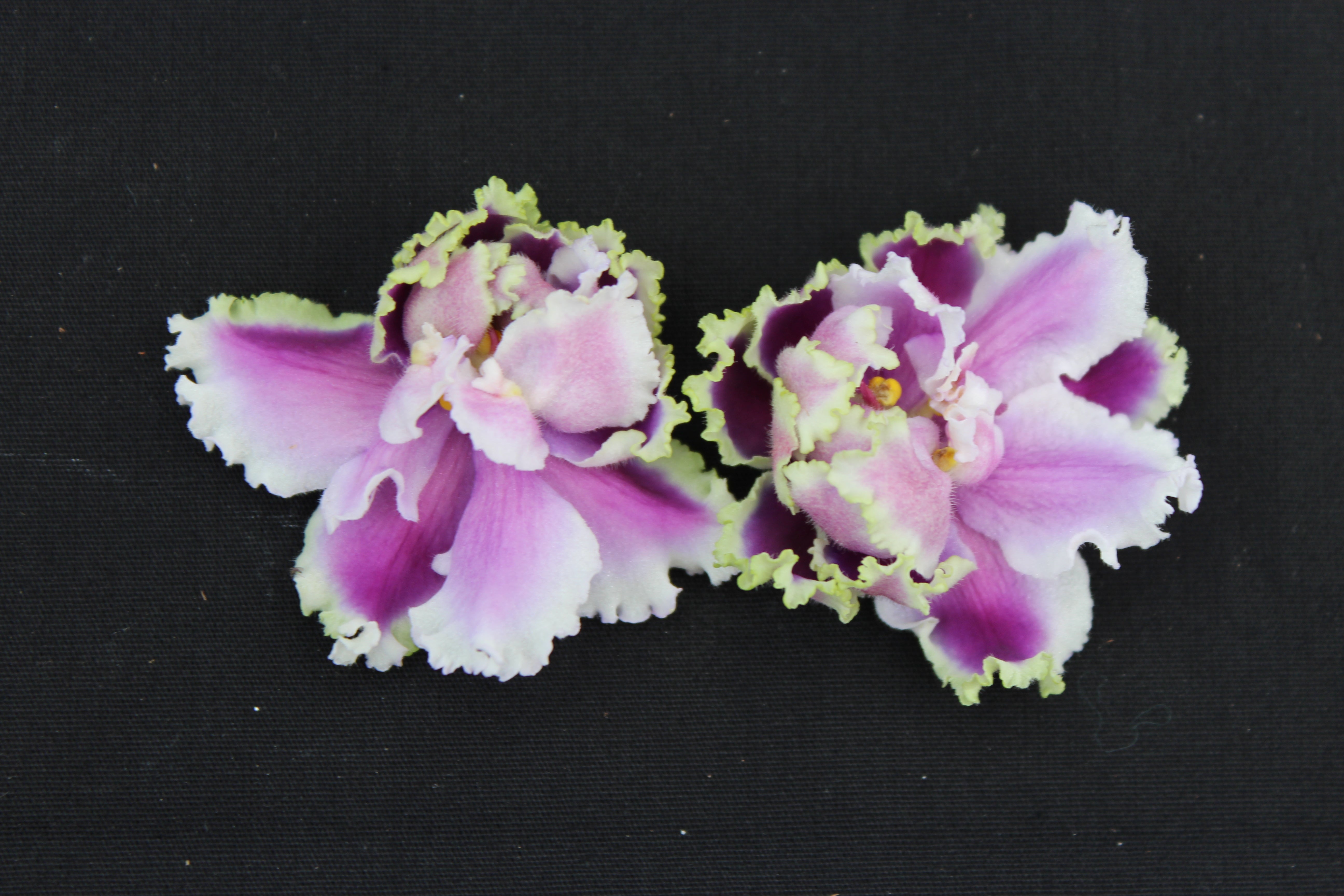 "Louisiana Lullaby" African Violet- 2" LIVE PLANT