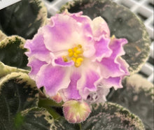 Load image into Gallery viewer, "KO Dymchatyj Topaz" African Violet- 2" LIVE PLANT
