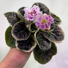 Load image into Gallery viewer, "KO Dymchatyj Topaz" African Violet- 2" LIVE PLANT
