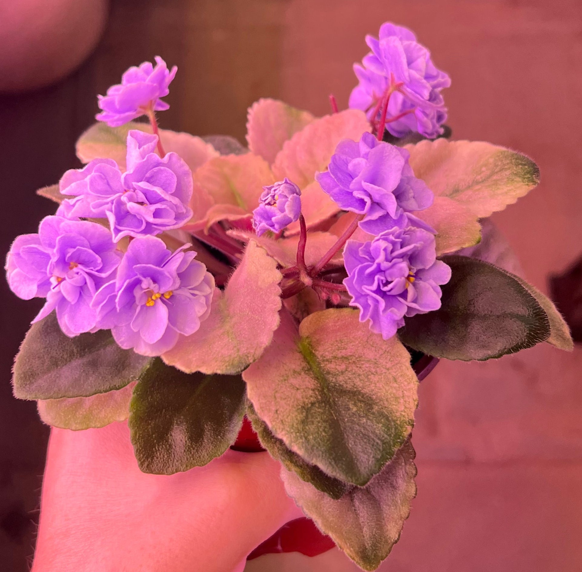 Violet Scale