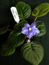 Load image into Gallery viewer, &quot;Ma&#39;s Toxic Spill&quot; African Violet- 2&quot; LIVE PLANT
