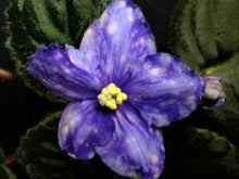 Load image into Gallery viewer, &quot;Ma&#39;s Toxic Spill&quot; African Violet- 2&quot; LIVE PLANT
