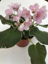 Load image into Gallery viewer, &quot;Carolina Elegant Affair&quot; African Violet- 2&quot; LIVE PLANT
