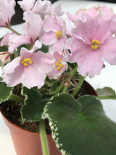 Load image into Gallery viewer, &quot;Carolina Elegant Affair&quot; African Violet- 2&quot; LIVE PLANT
