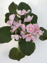 Load image into Gallery viewer, &quot;Carolina Elegant Affair&quot; African Violet- 2&quot; LIVE PLANT
