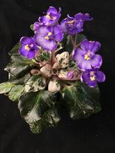 Load image into Gallery viewer, "Smitten Kitten" African Violet- 2" LIVE PLANT
