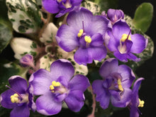 Load image into Gallery viewer, "Smitten Kitten" African Violet- 2" LIVE PLANT
