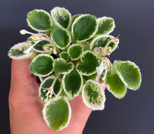 Load image into Gallery viewer, &quot;Wesley&#39;s Avenging Angel&quot; African Violet- 2&quot; LIVE PLANT
