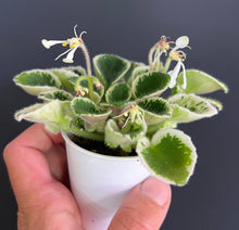 Load image into Gallery viewer, &quot;Wesley&#39;s Avenging Angel&quot; African Violet- 2&quot; LIVE PLANT

