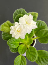 Load image into Gallery viewer, &quot;Golden Threads&quot; African Violet- 2&quot; LIVE PLANT
