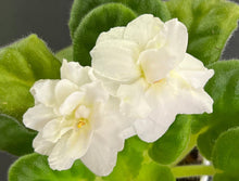 Load image into Gallery viewer, &quot;Golden Threads&quot; African Violet- 2&quot; LIVE PLANT
