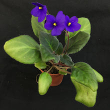 Load image into Gallery viewer, &quot;Blue Boy&quot; African Violet- 2&quot; LIVE PLANT
