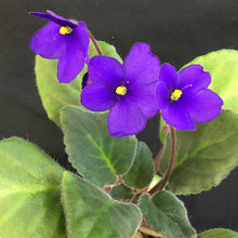 Load image into Gallery viewer, &quot;Blue Boy&quot; African Violet- 2&quot; LIVE PLANT
