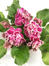 Load image into Gallery viewer, "LE Chateau Brion" African Violet- 2" LIVE PLANT
