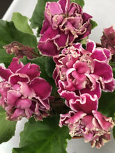 Load image into Gallery viewer, "LE Chateau Brion" African Violet- 2" LIVE PLANT
