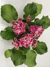 Load image into Gallery viewer, "LE Chateau Brion" African Violet- 2" LIVE PLANT
