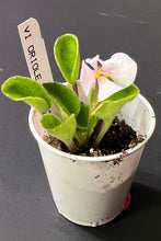 Load image into Gallery viewer, "Vi Oriole" African Violet- 2" LIVE PLANT
