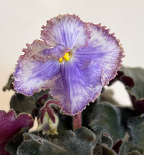 Load image into Gallery viewer, "Feather" African Violet- 2" LIVE PLANT
