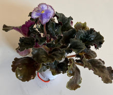 Load image into Gallery viewer, "Feather" African Violet- 2" LIVE PLANT
