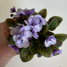 Load image into Gallery viewer, "Amadie Trail" African Violet- 2" LIVE PLANT
