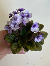 Load image into Gallery viewer, "Amadie Trail" African Violet- 2" LIVE PLANT
