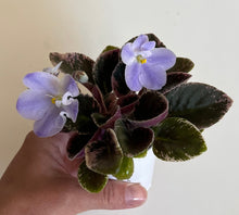 Load image into Gallery viewer, "Vi Bohemia" African Violet- 2" LIVE PLANT
