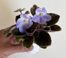 Load image into Gallery viewer, "Vi Bohemia" African Violet- 2" LIVE PLANT
