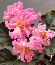 Load image into Gallery viewer, &quot;RM Yantarnaya Luna (Amber Moon) African Violet- 2&quot; LIVE PLANT
