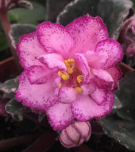 Load image into Gallery viewer, &quot;Buckeye Cranberry Sparkler&quot; African Violet- 2&quot; LIVE PLANT
