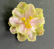 Load image into Gallery viewer, "DN Gandalf" African Violet- 2" LIVE PLANT
