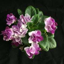 Load image into Gallery viewer, &quot;Hunter&#39;s Skeeter Bite&quot; African Violet- 2&quot; LIVE PLANT
