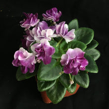 Load image into Gallery viewer, &quot;Hunter&#39;s Skeeter Bite&quot; African Violet- 2&quot; LIVE PLANT
