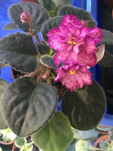Load image into Gallery viewer, &quot;Buckeye Cranberry Sparkler&quot; African Violet- 2&quot; LIVE PLANT
