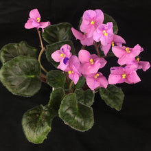 Load image into Gallery viewer, &quot;Alice in Wonderland&quot; African Violet- 2&quot; LIVE PLANT
