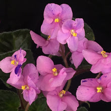 Load image into Gallery viewer, &quot;Alice in Wonderland&quot; African Violet- 2&quot; LIVE PLANT
